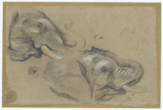 Etude de deux têtes éléphant et un œil par Pieter Boel