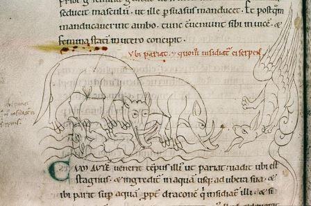 La naissance de l'éléphanteau face au dragon. Manuscrit de la Bodleian Library.